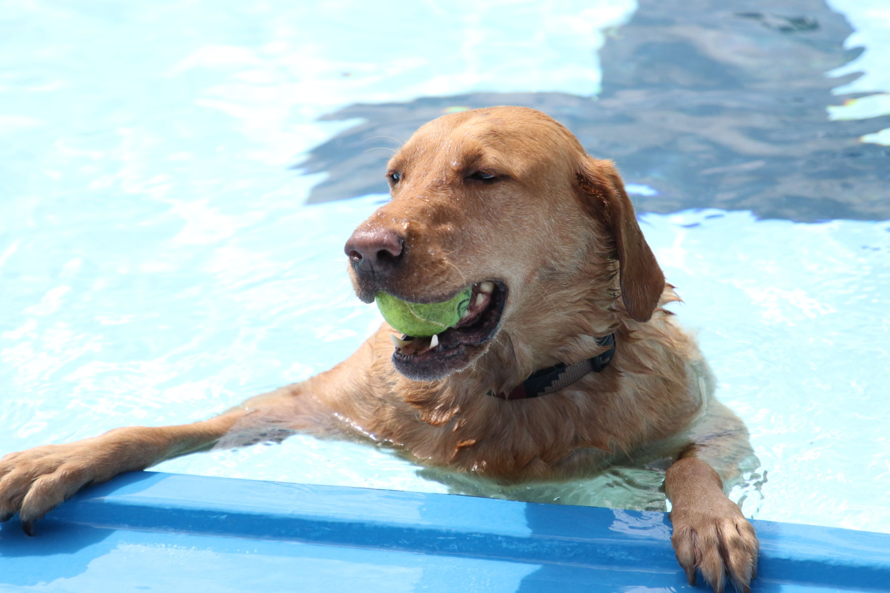 Dogs at the pool (7).JPG